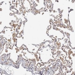 Invitrogen SERTAD4 Polyclonal Antibody 100 &mu;L; Unconjugated:Antibodies,