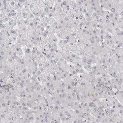Invitrogen SERTAD4 Polyclonal Antibody 100 &mu;L; Unconjugated:Antibodies,