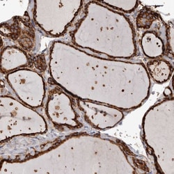 Invitrogen OSGIN2 Polyclonal Antibody 100 &mu;L; Unconjugated:Antibodies,
