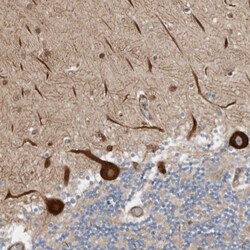 Invitrogen LUZP1 Polyclonal Antibody 100 &mu;L; Unconjugated:Antibodies,