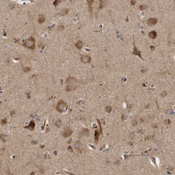 Invitrogen LUZP1 Polyclonal Antibody 100 &mu;L; Unconjugated:Antibodies,