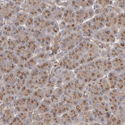 Invitrogen LUZP1 Polyclonal Antibody 100 &mu;L; Unconjugated:Antibodies,