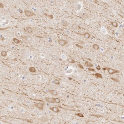 Invitrogen UBXN10 Polyclonal Antibody 100 &mu;L; Unconjugated:Antibodies,