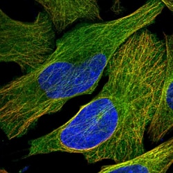 Invitrogen KIF26B Polyclonal Antibody 100 &mu;L; Unconjugated:Antibodies,
