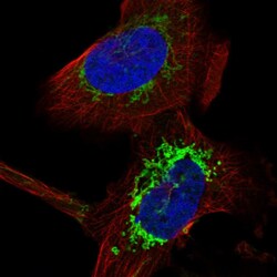 Invitrogen COA6 Polyclonal Antibody 100 &mu;L; Unconjugated:Antibodies,