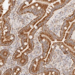 Invitrogen COA6 Polyclonal Antibody 100 &mu;L; Unconjugated:Antibodies,