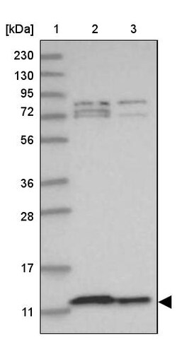 Invitrogen COA6 Polyclonal Antibody 100 &mu;L; Unconjugated:Antibodies,