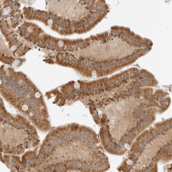 Invitrogen IQCC Polyclonal Antibody 100 &mu;L; Unconjugated:Antibodies,
