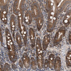 Invitrogen GEMIN8 Polyclonal Antibody 100 &mu;L; Unconjugated:Antibodies,