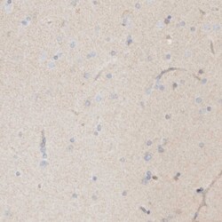 Invitrogen KDF1 Polyclonal Antibody 100 &mu;L; Unconjugated:Antibodies,