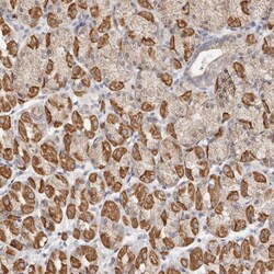 Invitrogen KDF1 Polyclonal Antibody 100 &mu;L; Unconjugated:Antibodies,