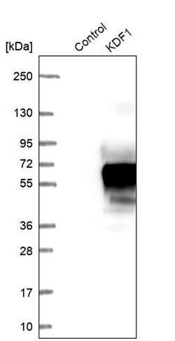 Invitrogen KDF1 Polyclonal Antibody 100 &mu;L; Unconjugated:Antibodies,
