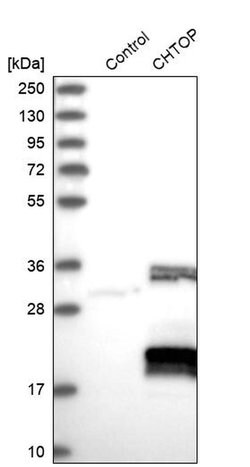 Invitrogen C1orf77 Polyclonal Antibody 100 &mu;L; Unconjugated:Antibodies,