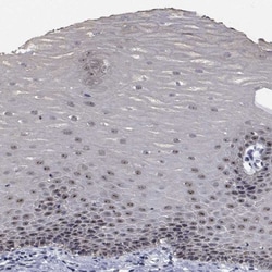 Invitrogen NVL Polyclonal Antibody 100 &mu;L; Unconjugated:Antibodies,