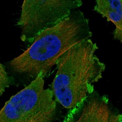 Invitrogen FAM129A Polyclonal Antibody 100 &mu;L | Buy Online | Invitrogen&trade; | Fisher Scientific
