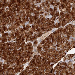 Invitrogen FAM129A Polyclonal Antibody 100 &mu;L | Buy Online | Invitrogen&trade; | Fisher Scientific