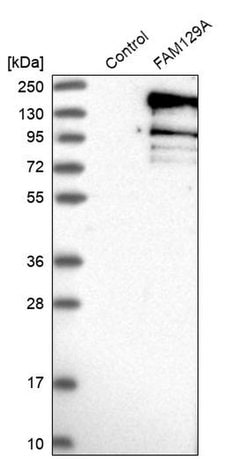 Invitrogen FAM129A Polyclonal Antibody 100 &mu;L | Buy Online | Invitrogen&trade; | Fisher Scientific