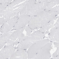 Invitrogen ESPN Polyclonal Antibody 100 &mu;L; Unconjugated:Antibodies,