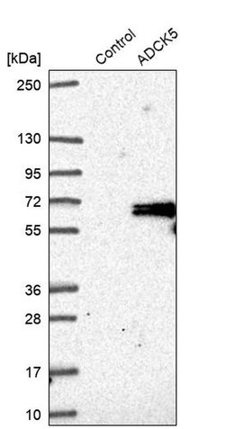 ADCK5 Polyclonal Antibody, Invitrogen 100 &mu;L; Unconjugated:Antibodies,