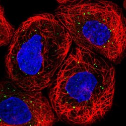 Invitrogen IQCC Polyclonal Antibody 100 &mu;L; Unconjugated:Antibodies,