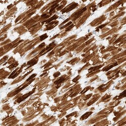 Invitrogen IQCC Polyclonal Antibody 100 &mu;L; Unconjugated:Antibodies,