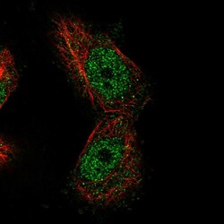 Invitrogen MTF1 Polyclonal Antibody 100 &mu;L; Unconjugated:Antibodies,