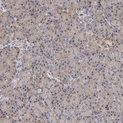 Invitrogen MTF1 Polyclonal Antibody 100 &mu;L; Unconjugated:Antibodies,