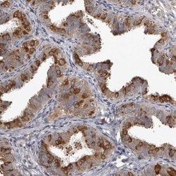 Invitrogen MTF1 Polyclonal Antibody 100 &mu;L; Unconjugated:Antibodies,