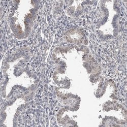 Invitrogen MTF1 Polyclonal Antibody 100 &mu;L; Unconjugated:Antibodies,