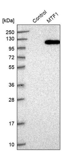 Invitrogen MTF1 Polyclonal Antibody 100 &mu;L; Unconjugated:Antibodies,