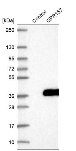 Invitrogen GPR157 Polyclonal Antibody 100 &mu;L; Unconjugated:Antibodies,