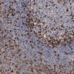 Invitrogen IPCEF1 Polyclonal Antibody 100 &mu;L; Unconjugated:Antibodies,