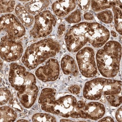 Invitrogen Rwdd1 Polyclonal Antibody 100 &mu;L; Unconjugated:Antibodies,