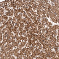 Invitrogen Rwdd1 Polyclonal Antibody 100 &mu;L; Unconjugated:Antibodies,