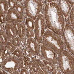 Invitrogen Rwdd1 Polyclonal Antibody 100 &mu;L; Unconjugated:Antibodies,