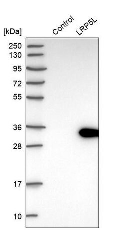 Invitrogen LRP5L Polyclonal Antibody 100 &mu;L; Unconjugated:Antibodies,