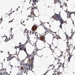 Invitrogen AUNIP Polyclonal Antibody 100 &mu;L | Buy Online | Invitrogen&trade; | Fisher Scientific