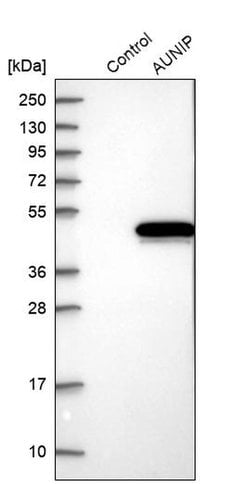 Invitrogen AUNIP Polyclonal Antibody 100 &mu;L | Buy Online | Invitrogen&trade; | Fisher Scientific