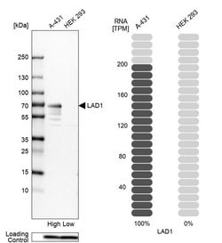 Invitrogen LAD1 Polyclonal Antibody 100 &mu;L; Unconjugated:Antibodies,