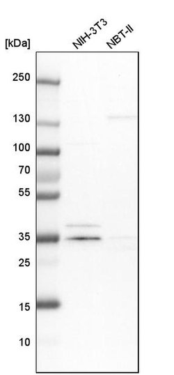 Invitrogen MECR Polyclonal Antibody 100 &mu;L; Unconjugated:Antibodies,