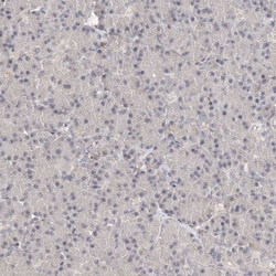 Invitrogen LCORL Polyclonal Antibody 100 &mu;L; Unconjugated:Antibodies,
