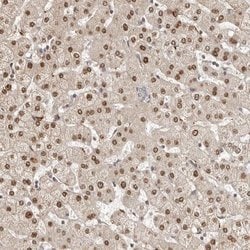 Invitrogen LCORL Polyclonal Antibody 100 &mu;L; Unconjugated:Antibodies,