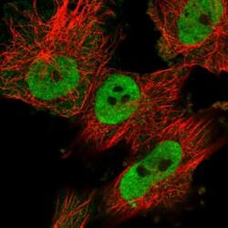 Invitrogen SFRS15 Polyclonal Antibody 100 &mu;L; Unconjugated:Antibodies,