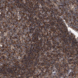 Invitrogen PAN3 Polyclonal Antibody 100 &mu;L; Unconjugated:Antibodies,