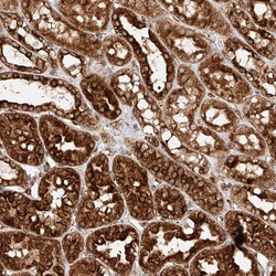 Invitrogen NAP1L1 Polyclonal Antibody 100 &mu;L; Unconjugated:Antibodies,