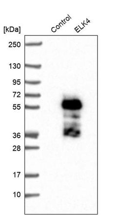 Invitrogen ELK4 Polyclonal Antibody 100 &mu;L; Unconjugated:Antibodies,