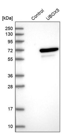 Invitrogen UBOX5 Polyclonal Antibody 100 &mu;L; Unconjugated:Antibodies,