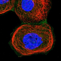 Invitrogen ARL7 Polyclonal Antibody 100 &mu;L; Unconjugated:Antibodies,