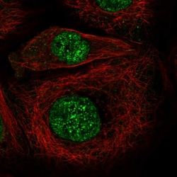 Invitrogen TAF4B Polyclonal Antibody 100 &mu;L; Unconjugated:Antibodies,