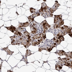 Invitrogen TAF4B Polyclonal Antibody 100 &mu;L; Unconjugated:Antibodies,